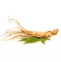 Ginseng