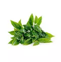 Green Tea Extract