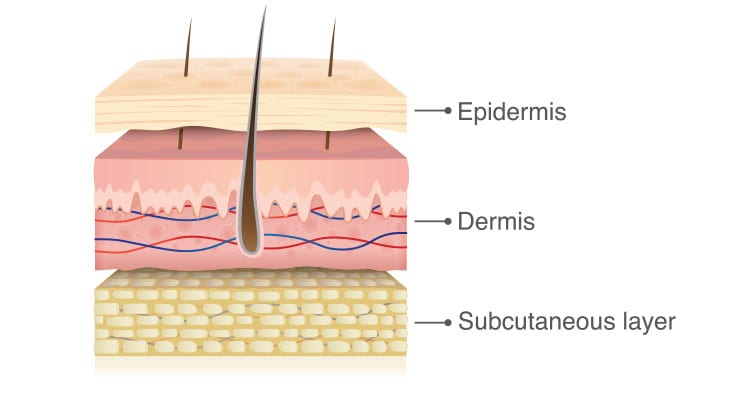 Three layers of skin