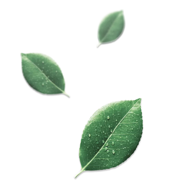 leaves