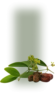 Branch with green leaves, small yellow flowers and date fruits.